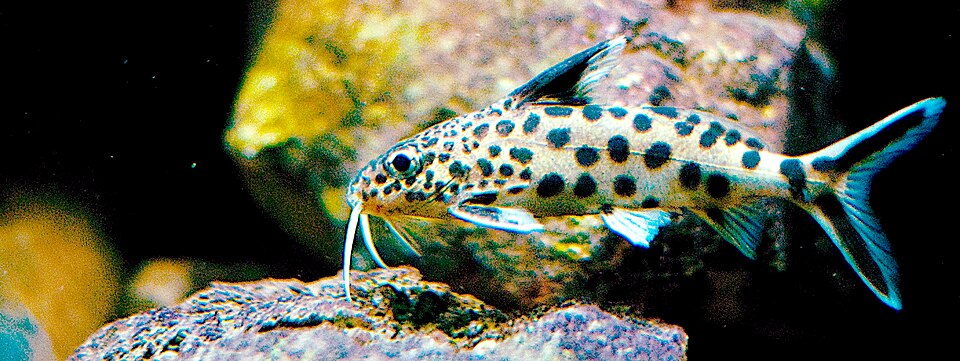Cuckoo catfish (Synodontis multipunctatus)