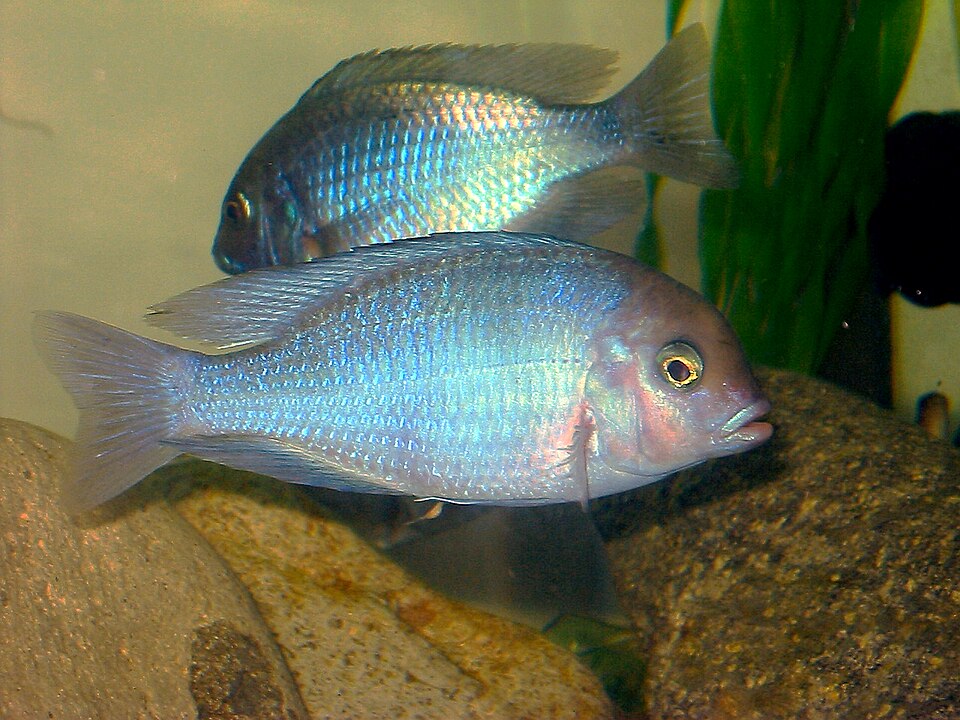 COLORFUL BLUE DOLPHIN CICHLID 1.5 TO 2 INCHES UNSEXED (Cyrtocara moorii)