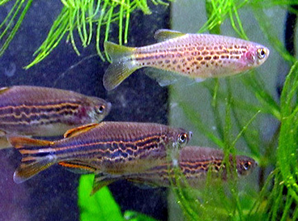 Orange Fin Kyathit Danio (Danio kyathit)