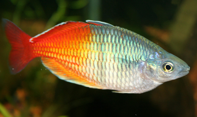 Deepwater Creek Rainbowfish (Melanotaenia sp.)