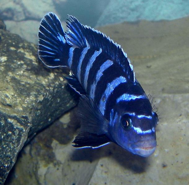 Demasoni cichlid