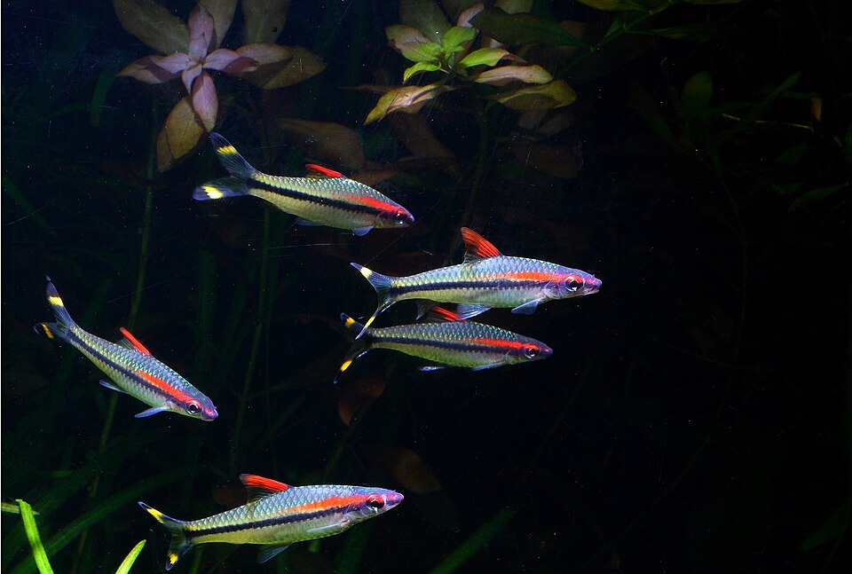 Denison barb (Sahyadria denisonii)