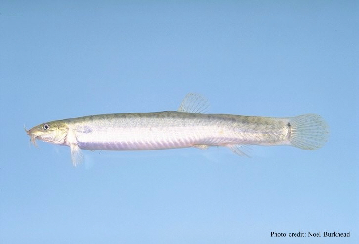 Dojo (weather) loach (Misgurnus anguillicaudatus)