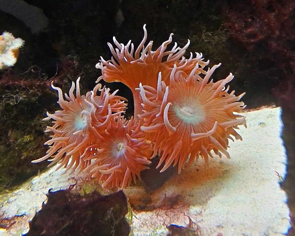 Duncan coral (Duncanopsammia axifuga)