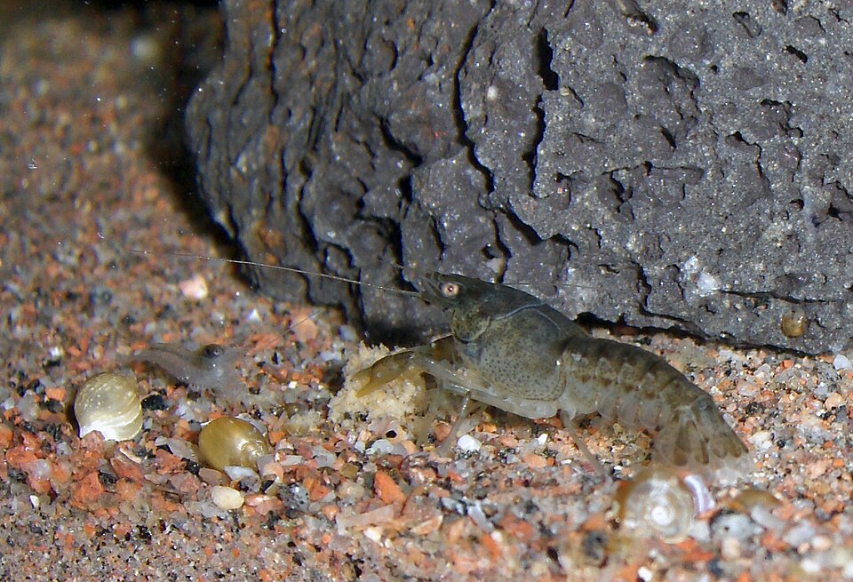 Dwarf orange crayfish (CPO) (Cambarellus patzcuarensis)