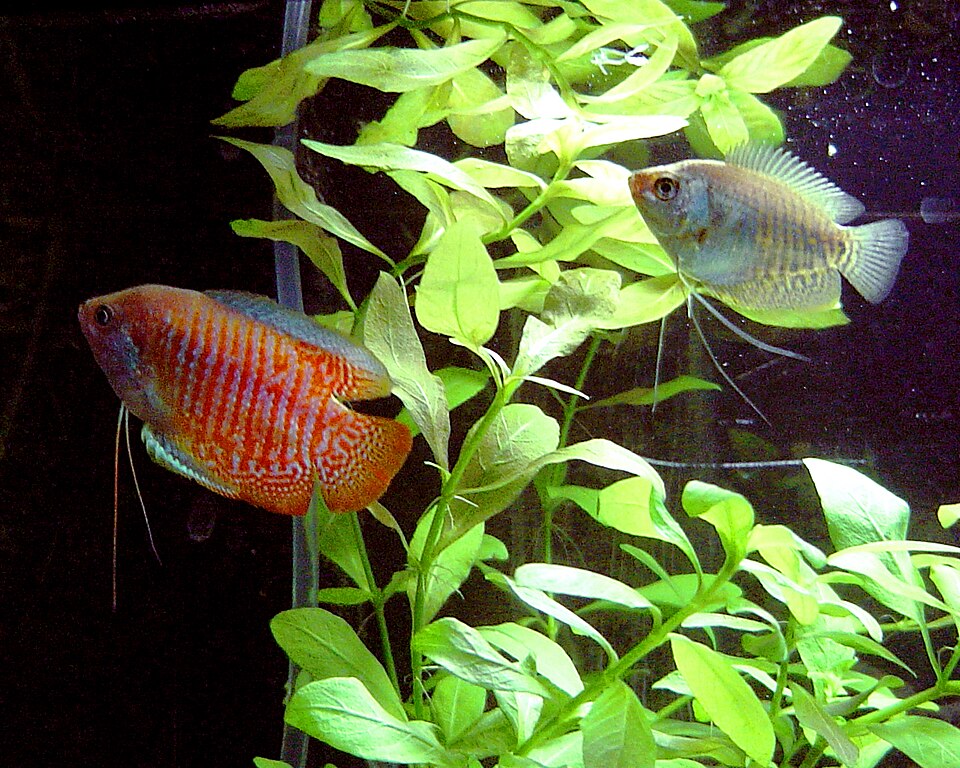 Dwarf gourami (Trichogaster lalius)