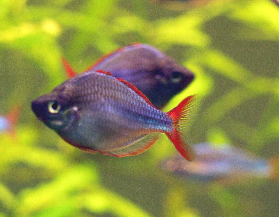 Dwarf neon rainbowfish (Melanotaenia praecox)