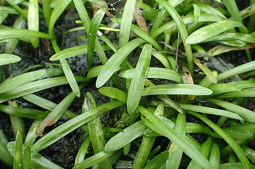 Dwarf sagittaria (Sagittaria subulata)