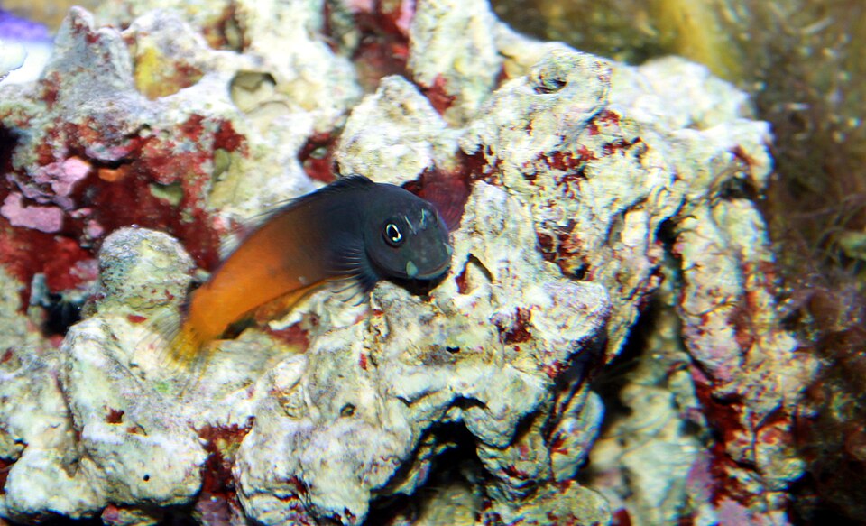 Bicolor Blenny (Ecsenius bicolor)