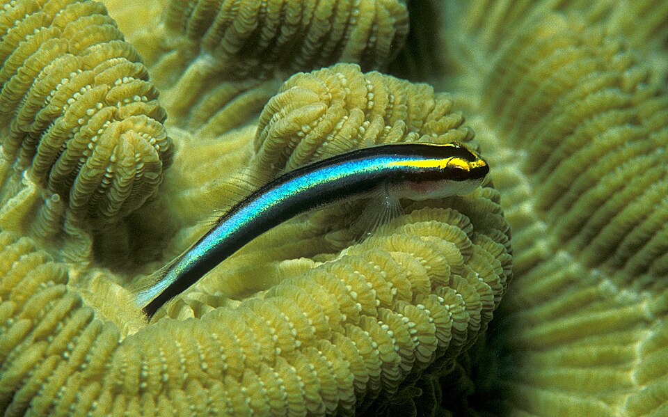 Sharknose Goby ' (Elacatinus evelynae)