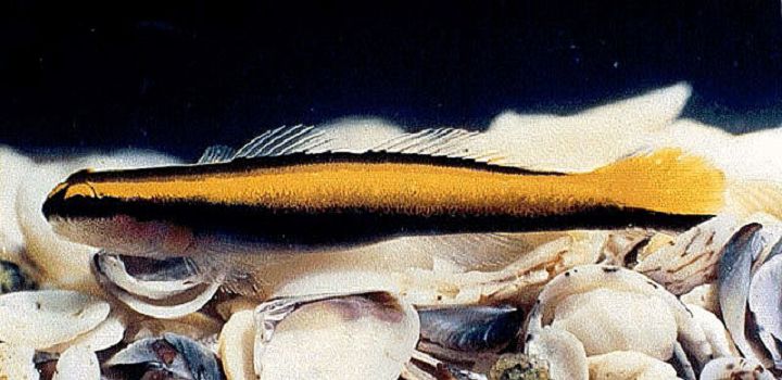 Yellow Line Goby (Elacatinus figaro)