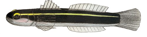 Yellow Stripe Goby