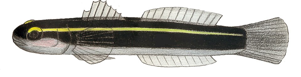 Yellow Stripe Goby (Elacatinus horsti)
