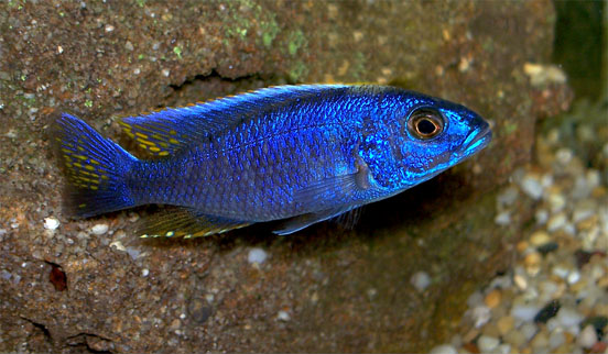 Electric blue hap (ahli) (Sciaenochromis fryeri)