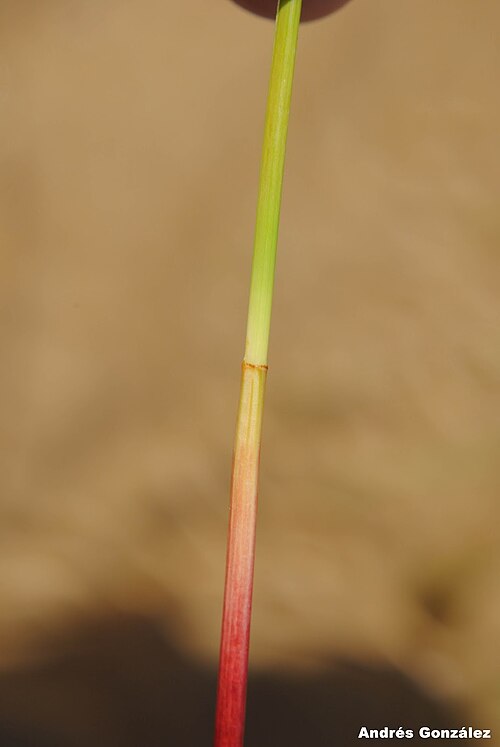 Spike Rush (Eleocharis montevidensis)