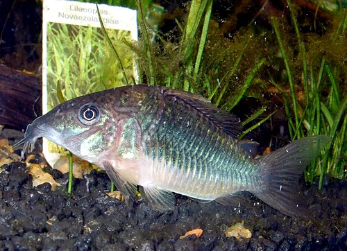 Emerald green cory