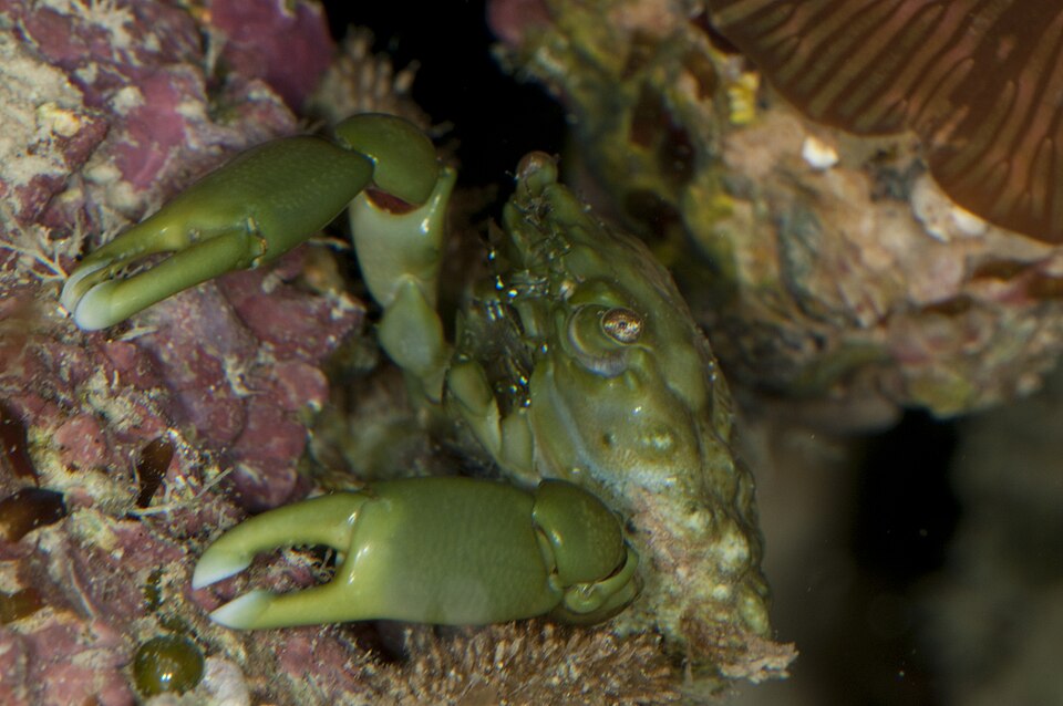Emerald crab (Mithraculus sculptus)