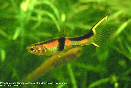 Endler’s livebearer (Poecilia wingei)