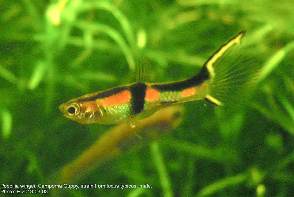 Endler’s livebearer (Poecilia wingei)