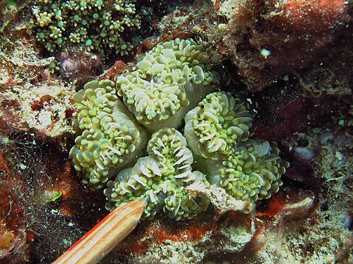 Euphyllia cristata