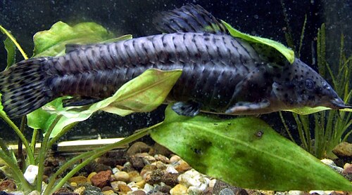 EXOTIC HOPLO CATFISH