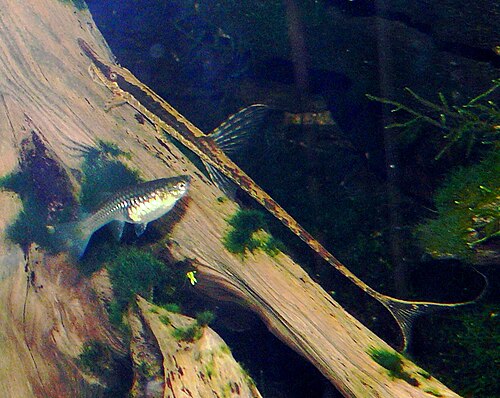 Stick Catfish / Common Farlowella (Farlowella acus)