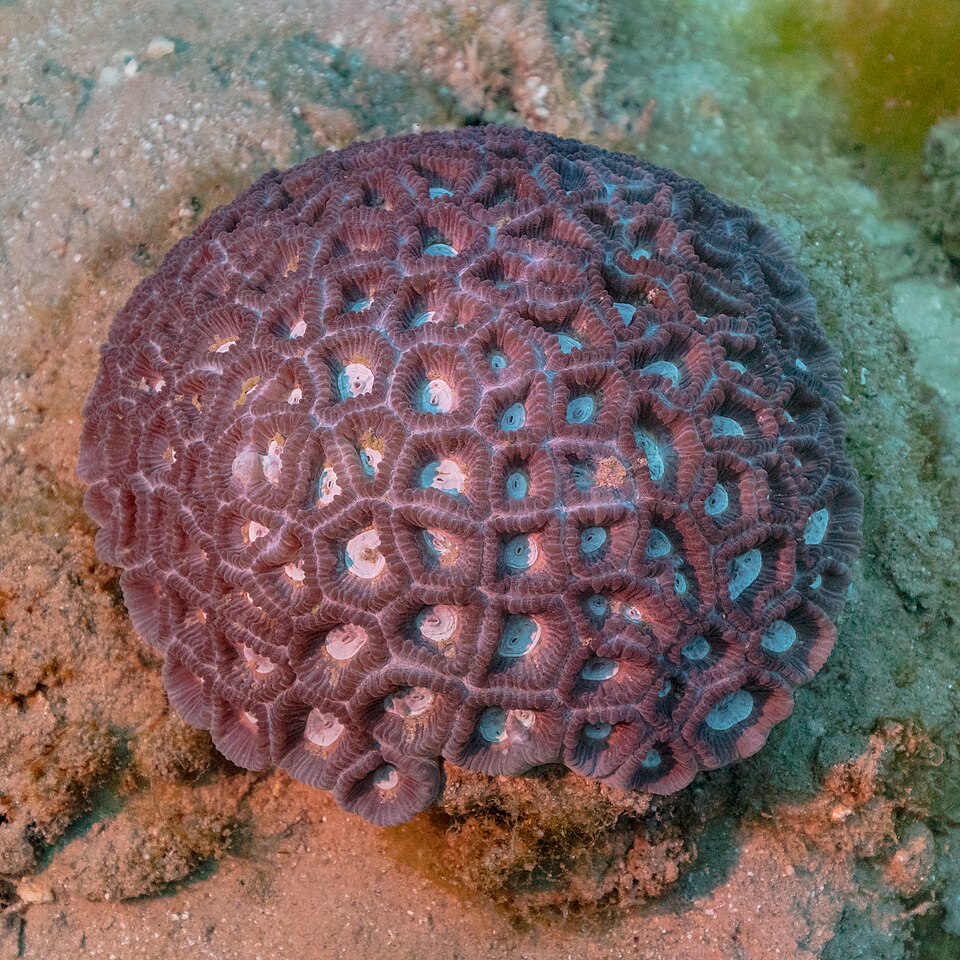 Favia of the Gods (Favia sp.)