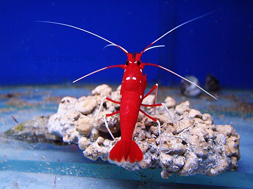 Blood red fire shrimp