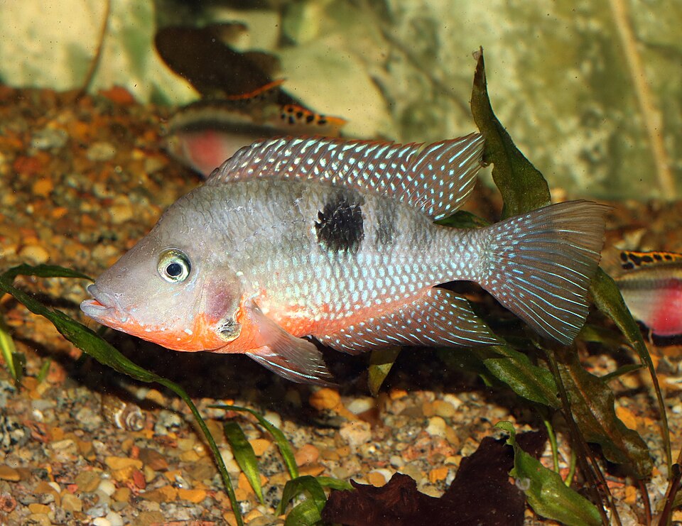 Firemouth cichlid (Thorichthys meeki)