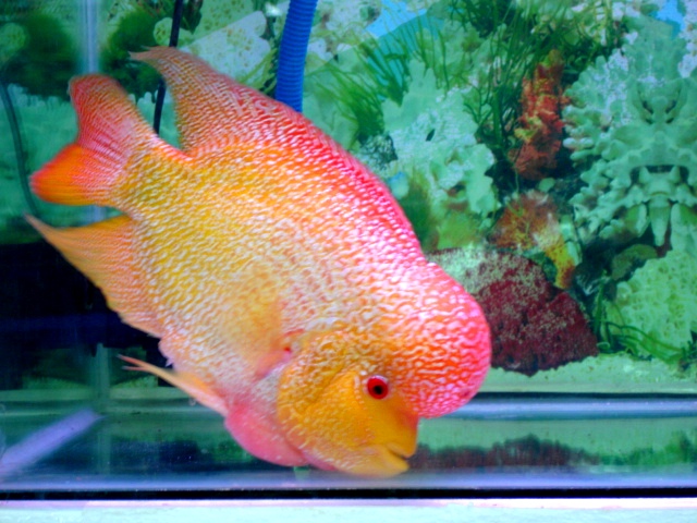 Flowerhorn cichlid (Hybrid cichlid)