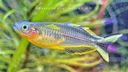 Forktail blue-eye (Pseudomugil furcatus)