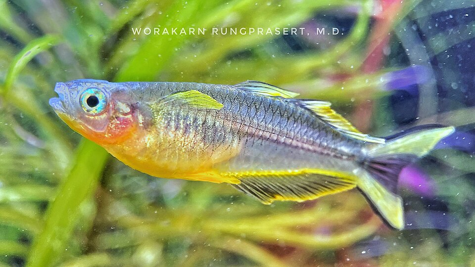 Forktail blue-eye (Pseudomugil furcatus)