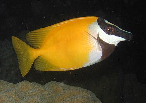 Foxface rabbitfish (Siganus vulpinus)