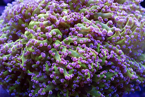 Frogspawn coral (Fimbriaphyllia divisa)