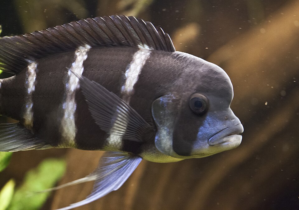 Frontosa (Cyphotilapia frontosa)