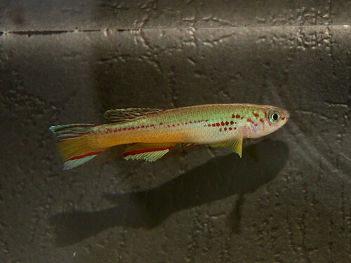 Amieti Killifish