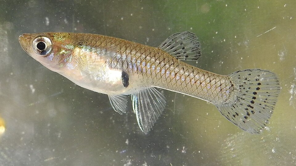 Black Spotted Mosquitofish (Gambusia holbrooki)