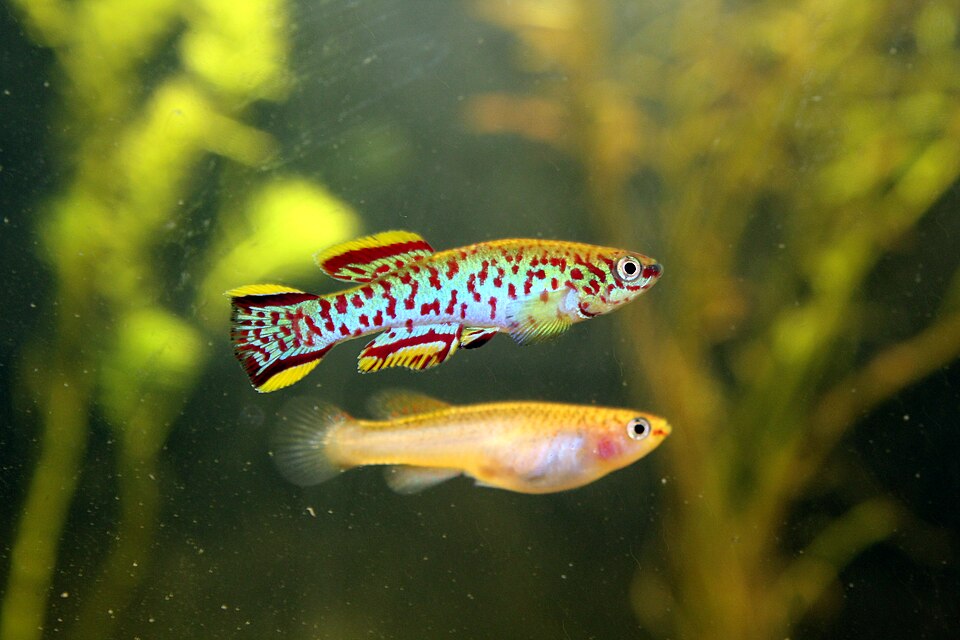 Gardneri killifish (Fundulopanchax gardneri)