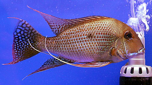 GREAT SURINAM PEARL CICHLID 2.0 INCHES UNSEXED