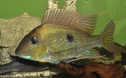 Sven's Eartheater Cichlid