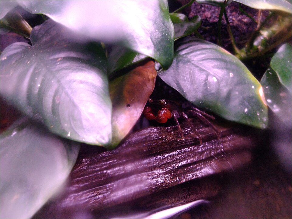 Vampire Crab (Geosesarma dennerle)