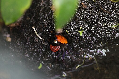 Red Devil Vampire Crab