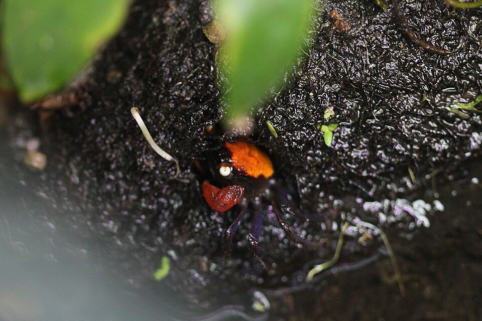Red Devil Vampire Crab (Geosesarma hagen)