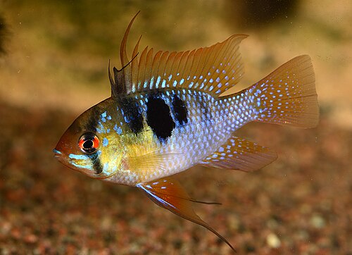 German blue ram