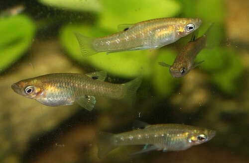 Black Chin Livebearer (Girardinus metallicus)