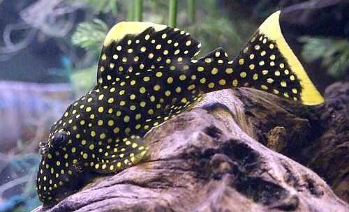 Gold nugget pleco (L018/L081/L085) (Baryancistrus xanthellus)