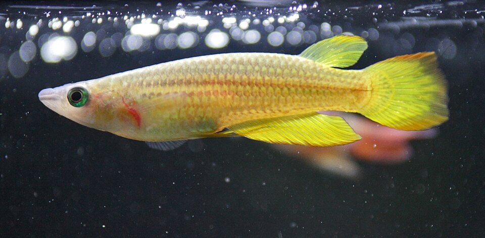 Golden wonder killifish (Aplocheilus lineatus)