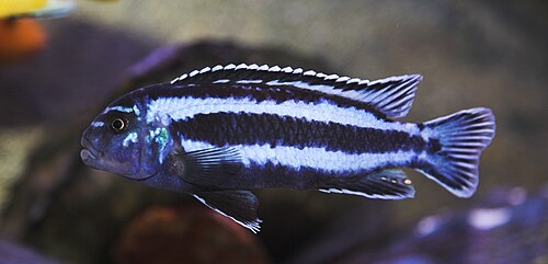 GREAT YELLOW-TAIL ACEI 1.5 to 2" UNSEXED