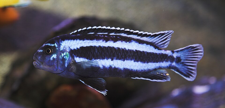 GREAT YELLOW-TAIL ACEI 1" UNSEXED (Pseudotropheus sp.)