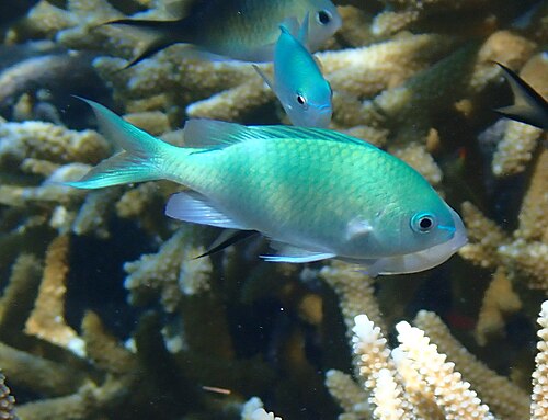 Green chromis